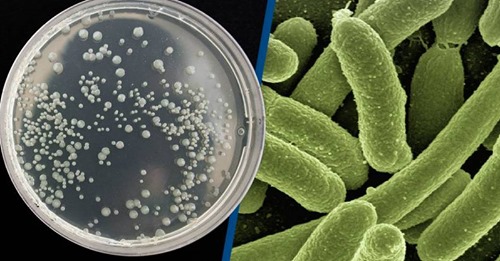 Cientistas ressuscitam bactérias com 100 milhões de anos