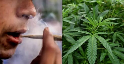 Especialistas confirmam que fumar erva sem tabaco também danifica os pulmões
