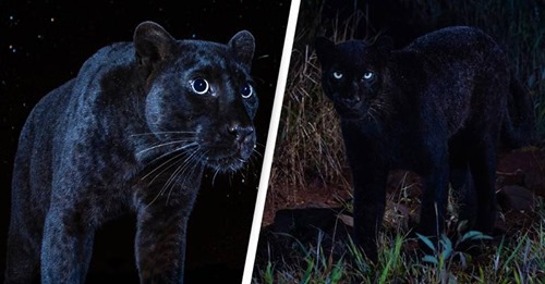 Leopardo negro extremamente raro é visto em África