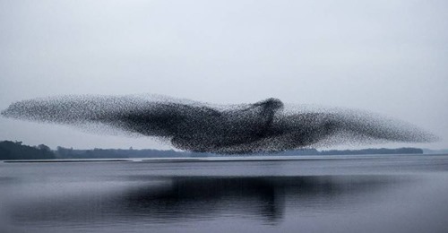 Momento incrível em que um bando de estorninhos voam sobre um lago em formato de um pássaro gigante