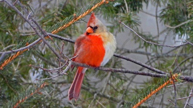 Homem avista raríssimo pássaro "Angry Bird", metade macho e metade fêmea