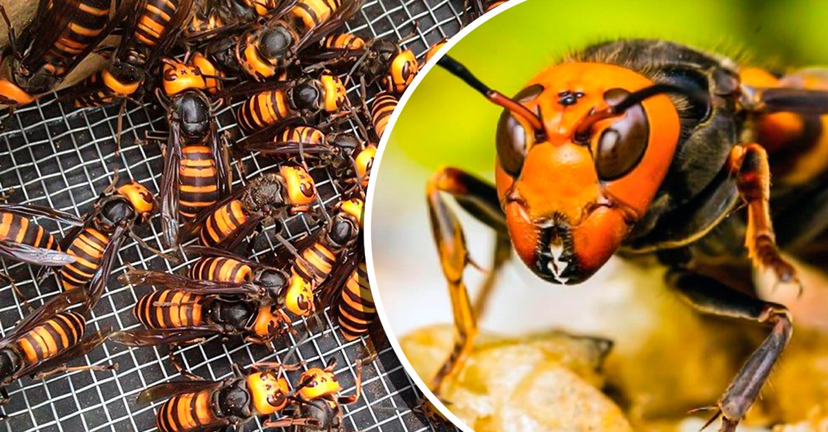 A praga de vespas gigantes que podem matar humanos regressará em maio