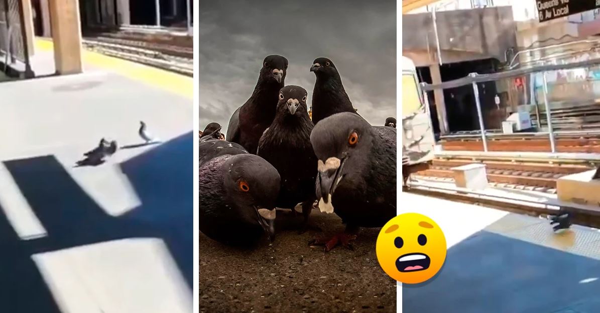 Vídeo mostra dois pombos mafiosos a atirar um terceiro para a linha do metro