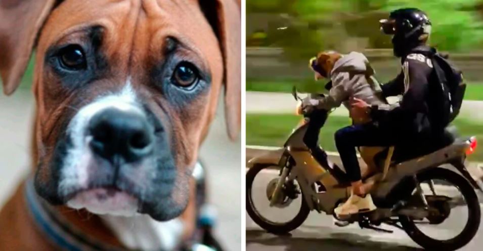 Cão é apanhado a conduzir uma mota na com a sua dona atrás