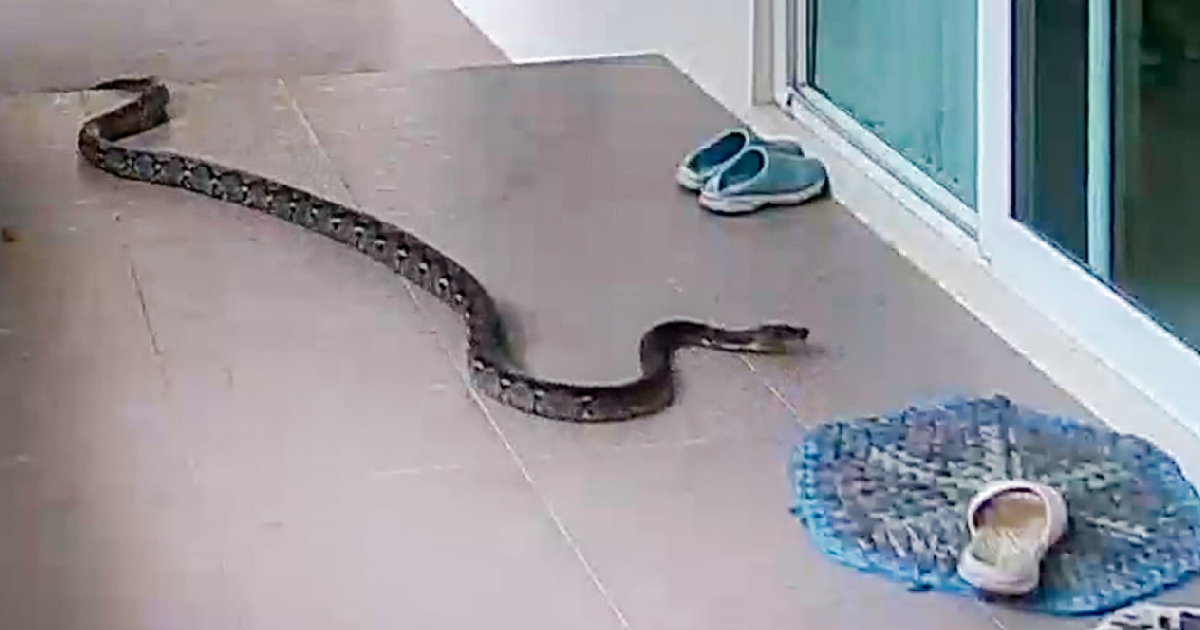 O momento assustador em que uma cobra tentou comer o gato de estimação de um homem