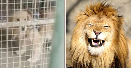 Jardim Zoológico na China tenta fazer passar um cão por um Leão