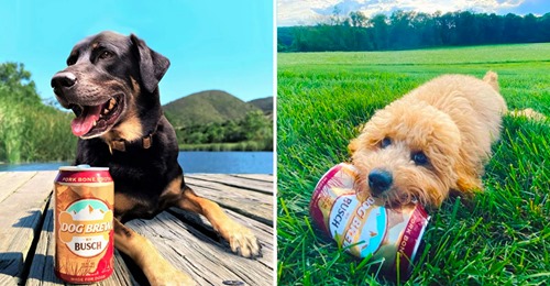 Empresa está a contratar um cão para experimentar a sua nova cerveja para cães