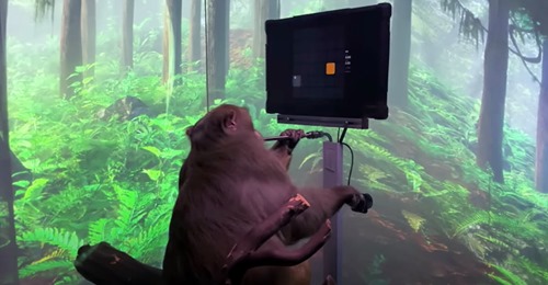 Macaco joga videojogo com a sua mente recorrendo ao Neuralink de Elon Musk