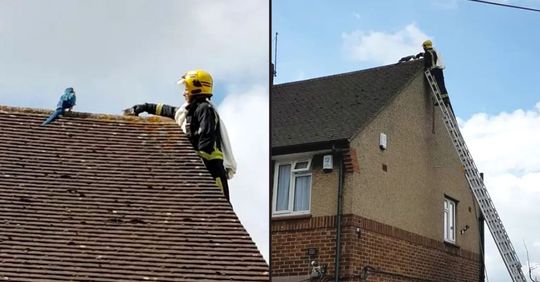 Papagaio preso no telhado manda os bombeiros para o c*ralho