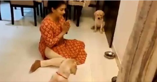 Mulher ensina cachorrinhos a rezarem antes da refeição