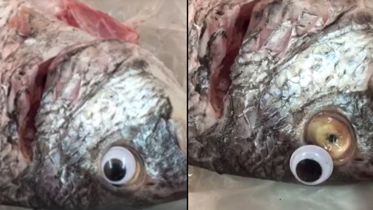 Dono de peixaria meteu olhos falsos nos peixes para os fazer parecer mais frescos