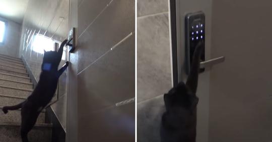 Gato vadio mete o código da porta e entra na casa das pessoas