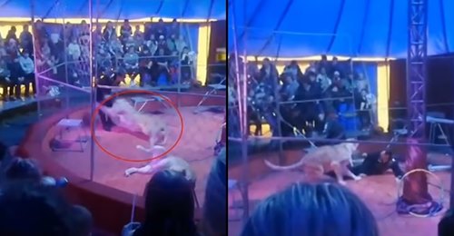 Domador de leões atacado em frente de crianças e pais no circo