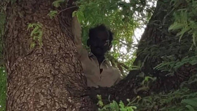 Homem sobe para uma árvore e permaneceu lá com receio da vacina para a COVID-19
