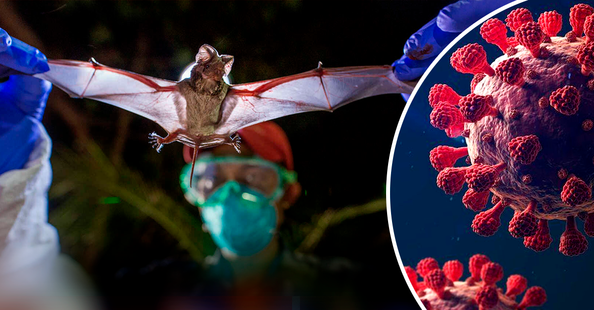 Investigadores na China descobrem que os morcegos são portadores de outros vírus parecidos com o coronavírus