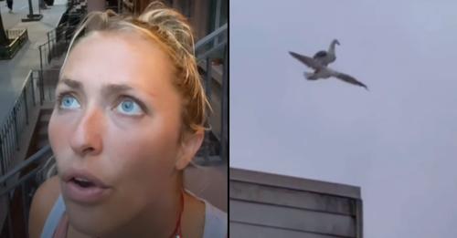 Mulher encontra "prova" de que os pássaros são drones que servem para espiar as pessoas