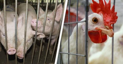 Criação de animais em jaulas para consumo não será mais permitido na UE