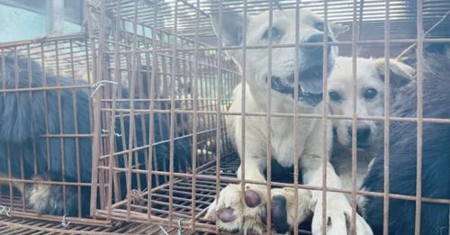 68 cães salvos de serem assassinados no festival de carne em Yulin na China