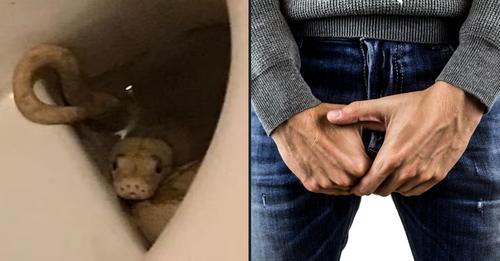 Homem é mordido nos genitais por uma cobra que estava na sanita quando se sentou