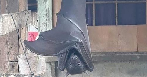 Fotografia assustadora de um morcego do tamanho de um humano é bem verdadeira
