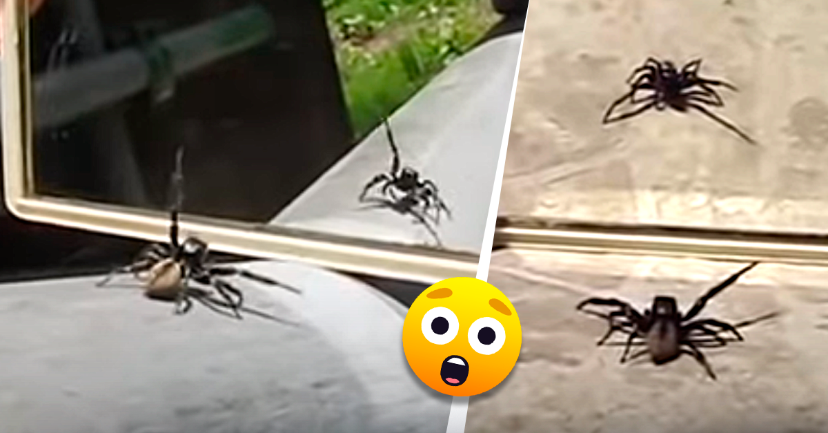 Aranha olha-se ao espelho e a sua reação torna-se viral