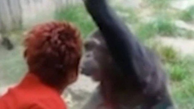 Mulher é proibida de frequentar jardim zoológico depois de manter um caso amoroso com um chimpanzé