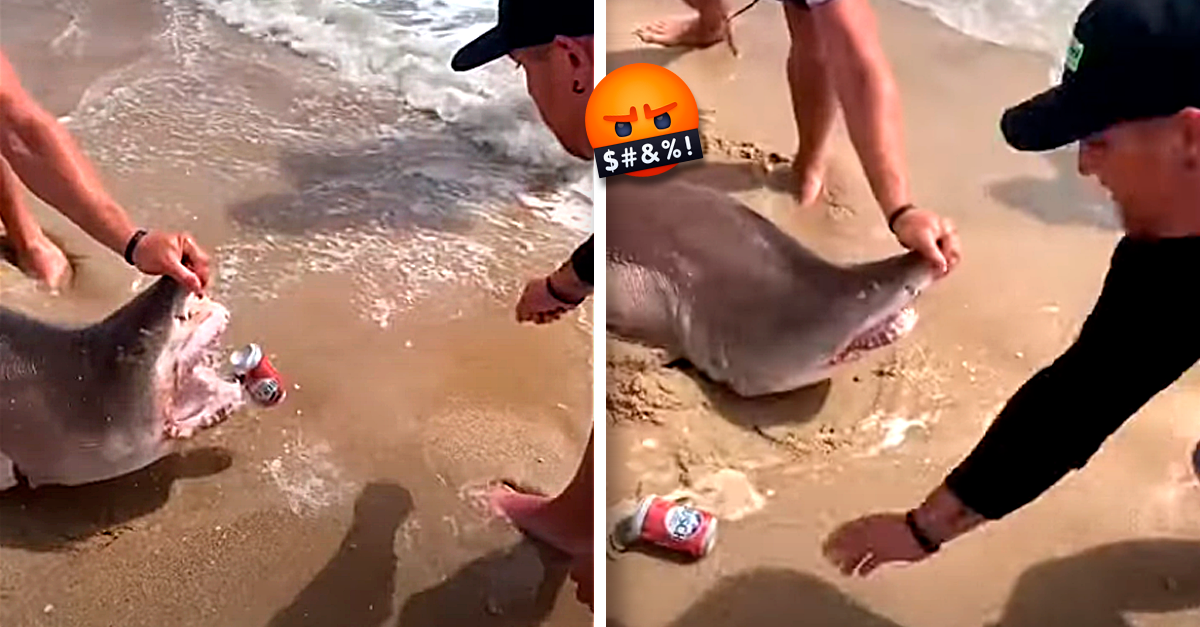 Idiotas tiram um tubarão de dentro de água para o fazer abrir uma lata de cerveja com a mandíbula