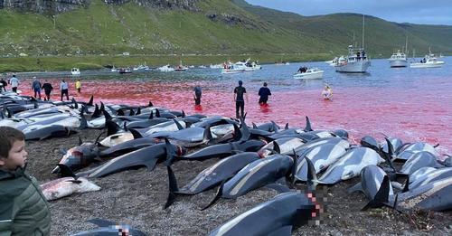 Caçadores matam mais de mil golfinhos no "maior massacre de sempre" nas Ilhas Faroé