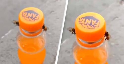 Vídeo incrível mostra duas abelhas a abrirem uma garrafa de Fanta
