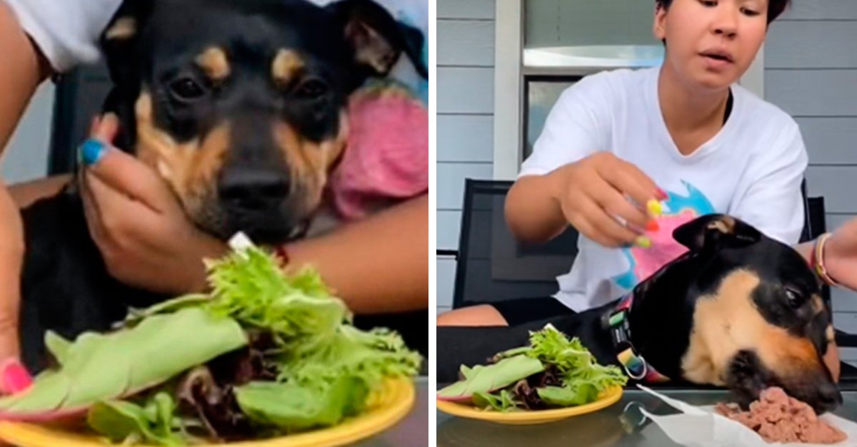 Influencer afirma que a sua cadela é vegetariana mas a cadela prova o contrário