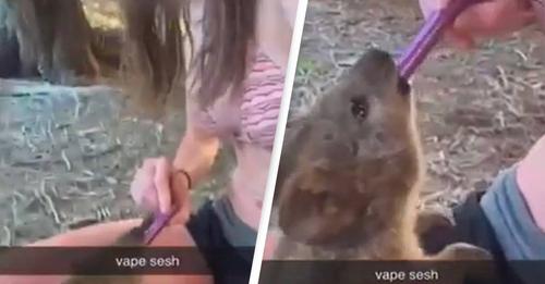 Vídeo de mulher a forçar um animal a "vapear" causa polémica