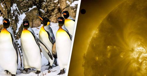 Cientistas acreditam que os "pinguins podem ser aliens" depois de nova descoberta