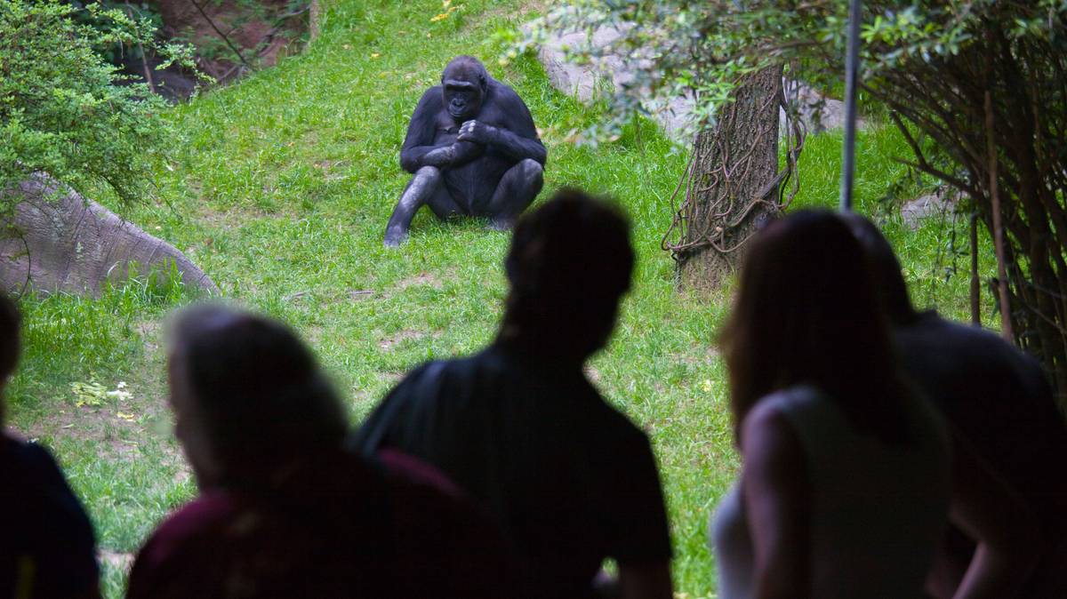 Pais ficam em choque depois de gorilas terem feito s*xo oral à frente de várias crianças num jardim zoológico