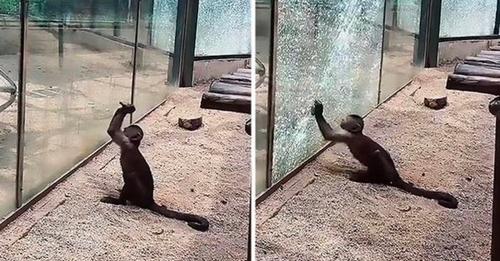Macaco utiliza uma pedra para partir o vidro da sua jaula num jardim zoológico na China