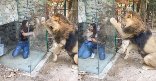 Jardim zoológico fortemente criticado por ter criado "caixa de vidro" que permite aos visitantes provocar um leão visivelmente frustrado