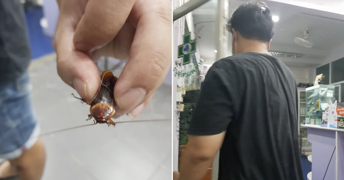 Homem decide levar barata ferida ao veterinário