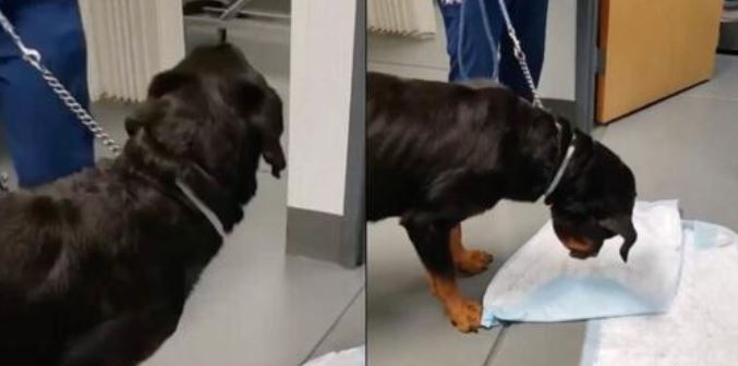 Cão vomita MANGALHO DE BORRACHA à frente dos veterinários