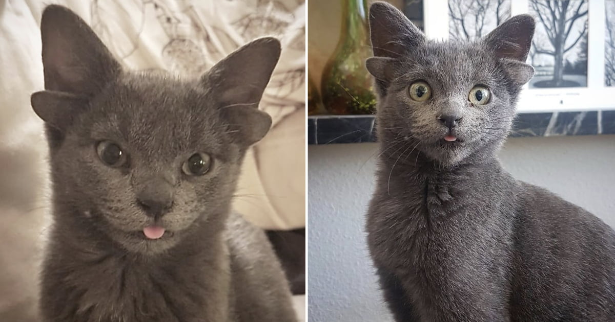 Gato nascido com quatro orelhas encontra finalmente um lar