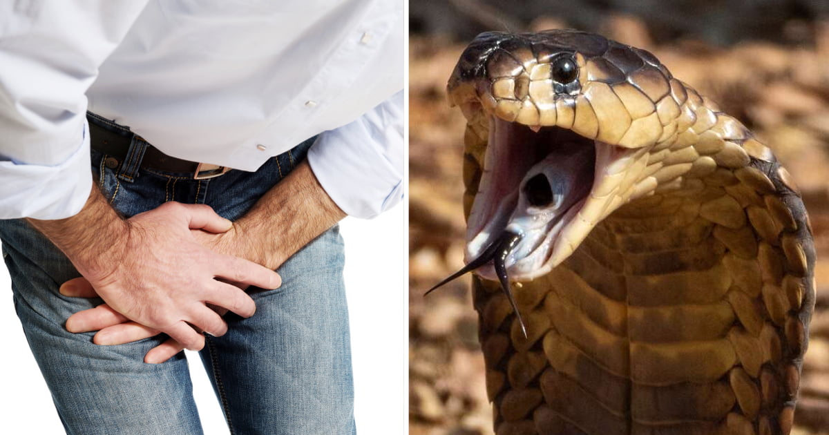 Homem sofre de "necrose escrotal" depois de uma cobra lhe ter mordido os genitais