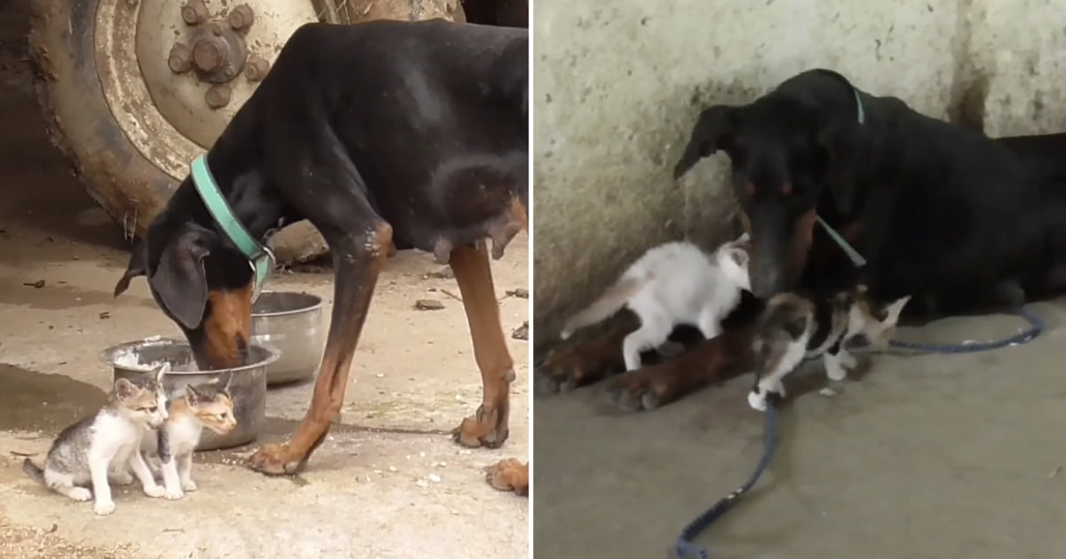 Doberman adota três gatinhos órfãos depois de ter perdido os seus filhos