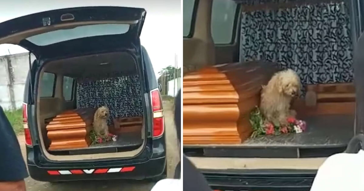 Cão leal recusa-se a sair de ao pé do caixão da falecida dona