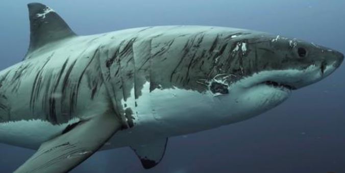 Vídeo mostra o tubarão branco "mais maltratado do mundo"