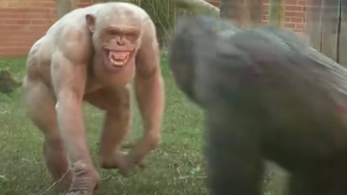 Chimpanzé super bombadão mostra o porquê de termos de rezar para que o "Planeta dos Macacos" nunca aconteça