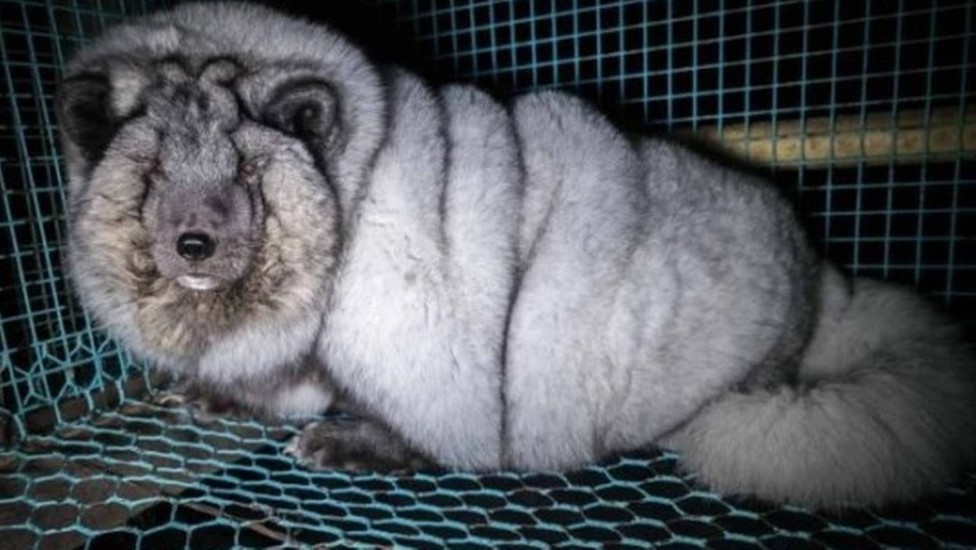 Raposas do Ártico são alimentadas em jaulas minúsculas de forma a engordarem para suportarem o mercado dos casacos de pele