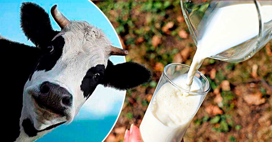 Leite de vaca sem vacas: alternativa sem intervenção de animais prevista para 2023