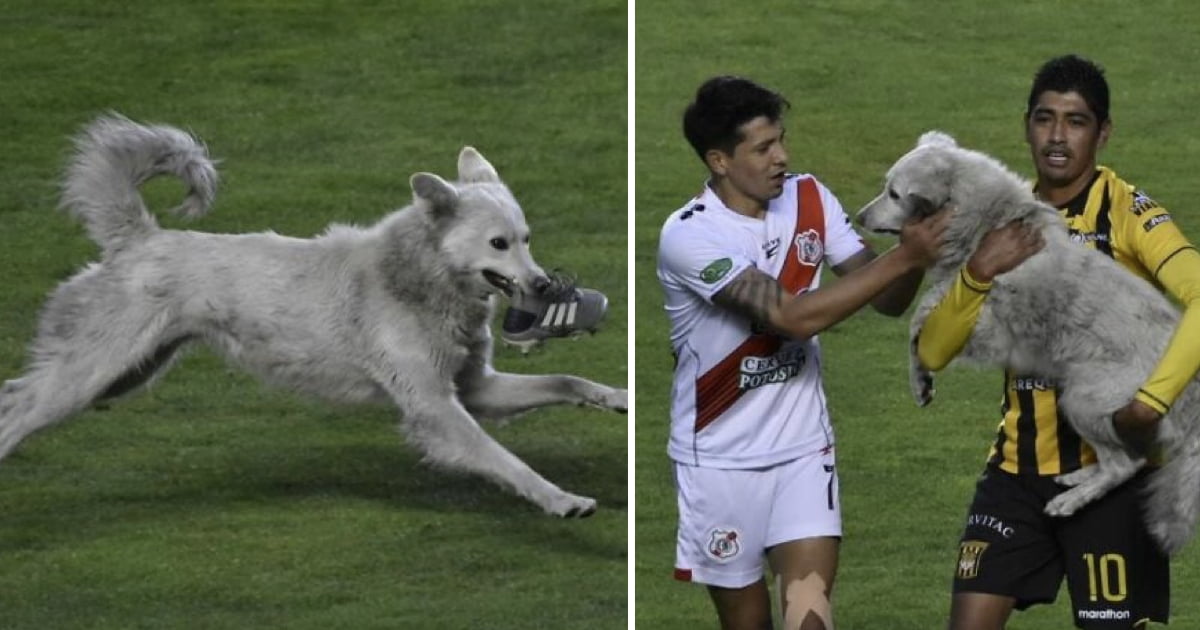 Cão de rua interrompe jogo de futebol e é adoptado por um dos jogadores
