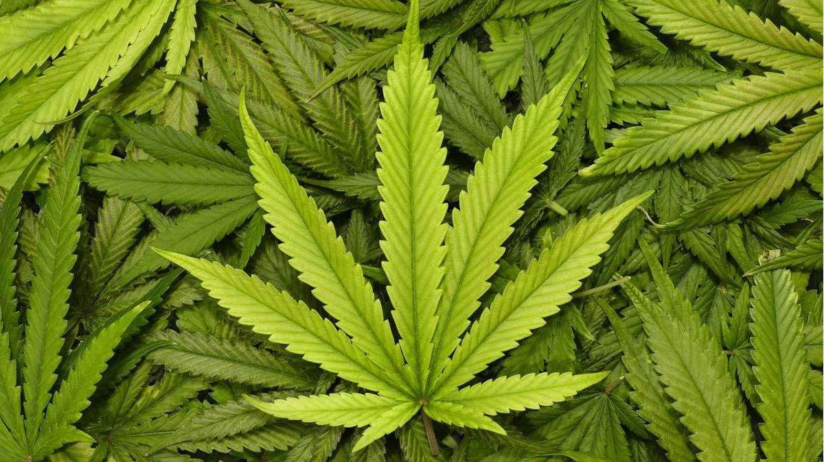 Compostos do cannabis podem prevenir a infecção por COVID-19, de acordo com um estudo