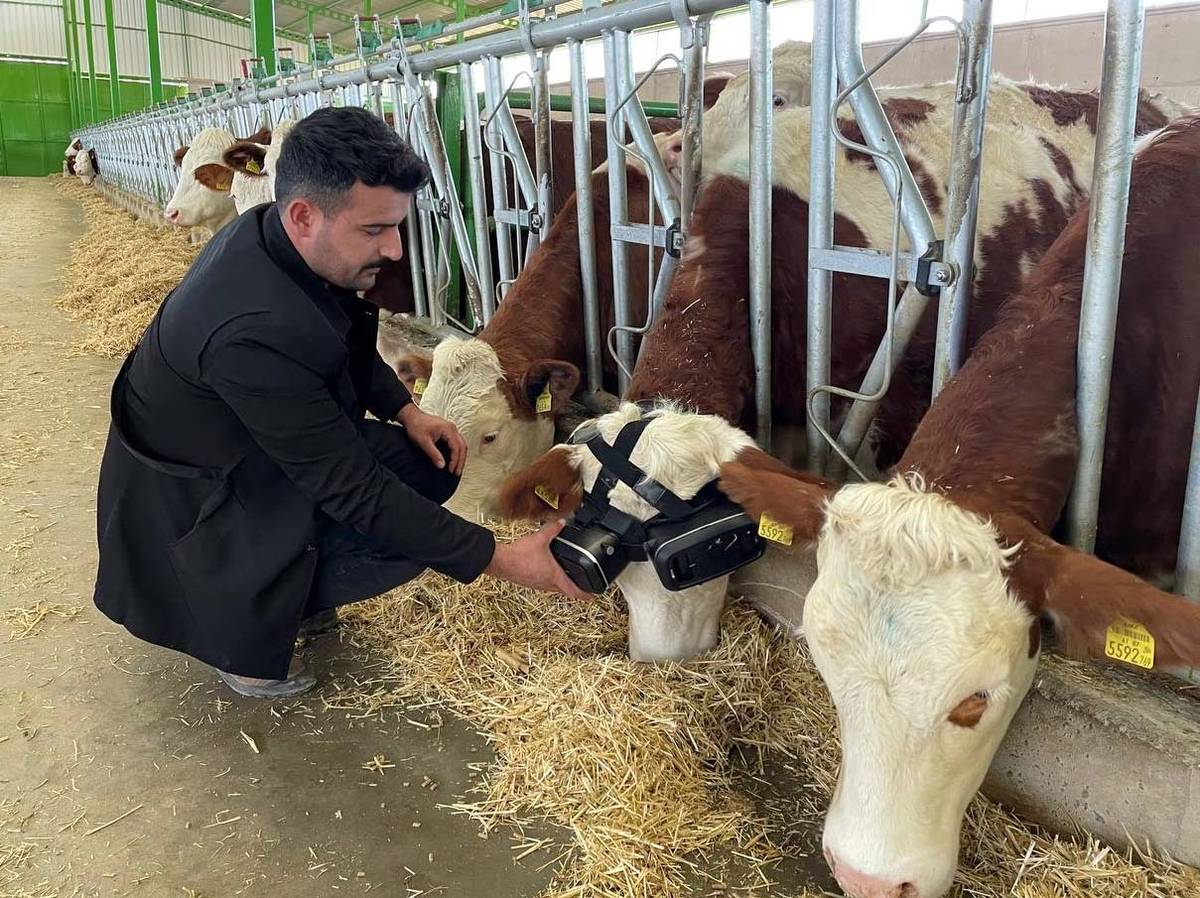 Vacas usam equipamento de realidade virtual (VR) para pensarem que estão no exterior