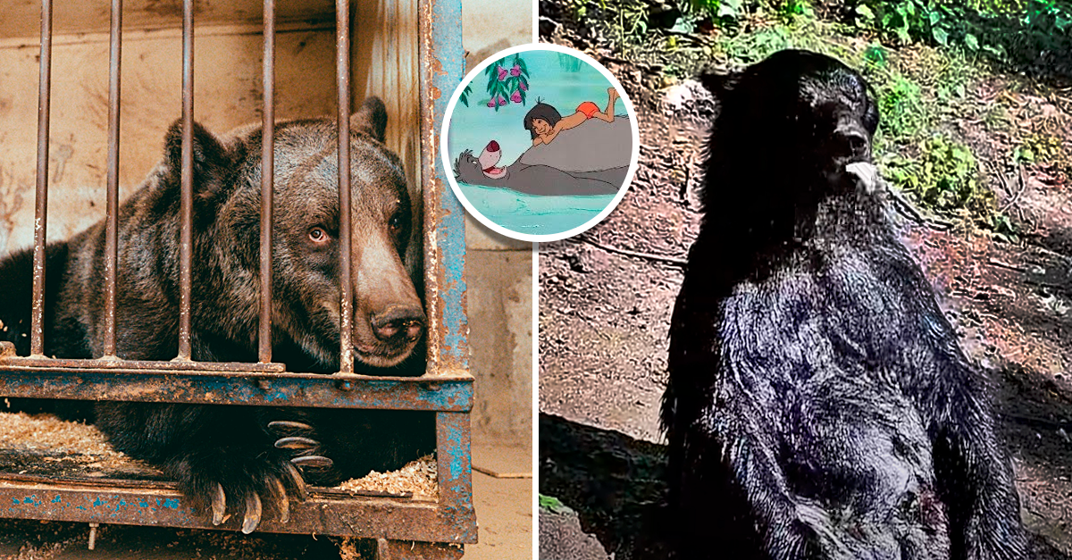 Urso passou 25 anos a trabalhar no circo e quando foi libertado, sentou-se a apanhar sol