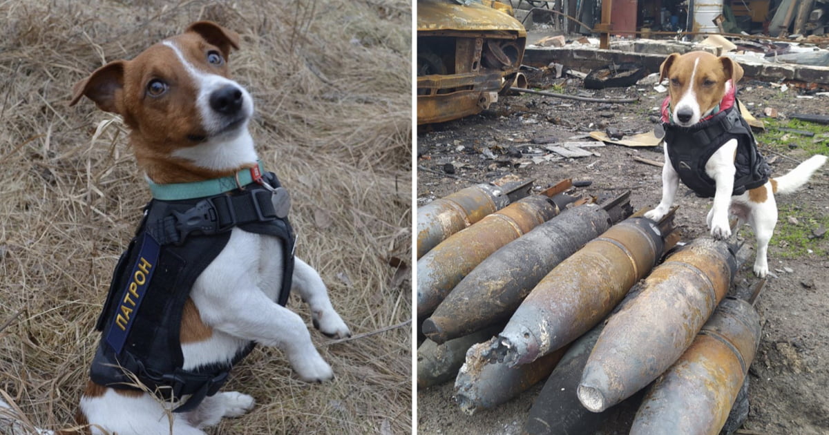 Cão ajuda a detectar mais de 90 bombas russas na Ucrânia